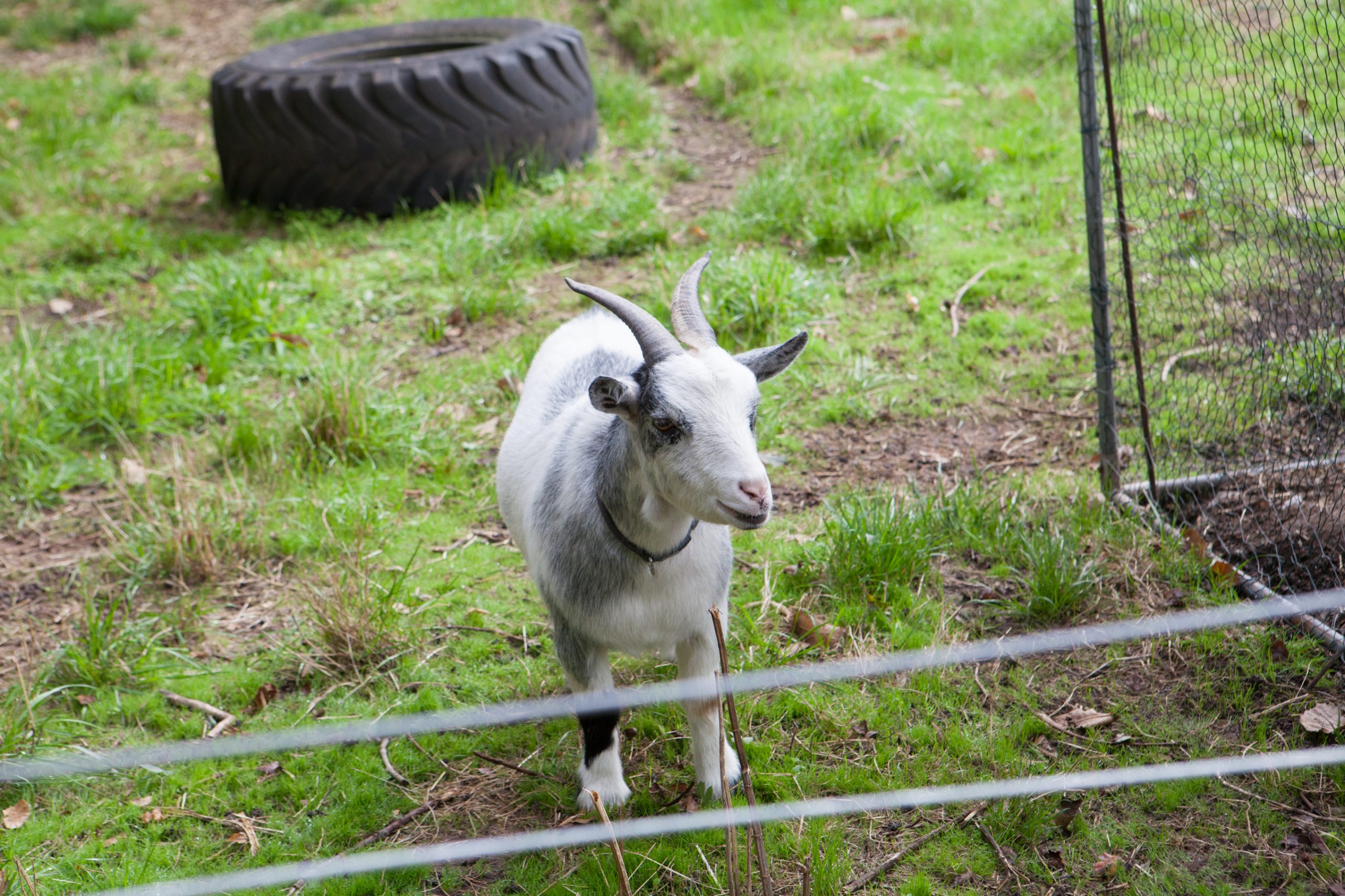 Goat at Longlands Primary School farm